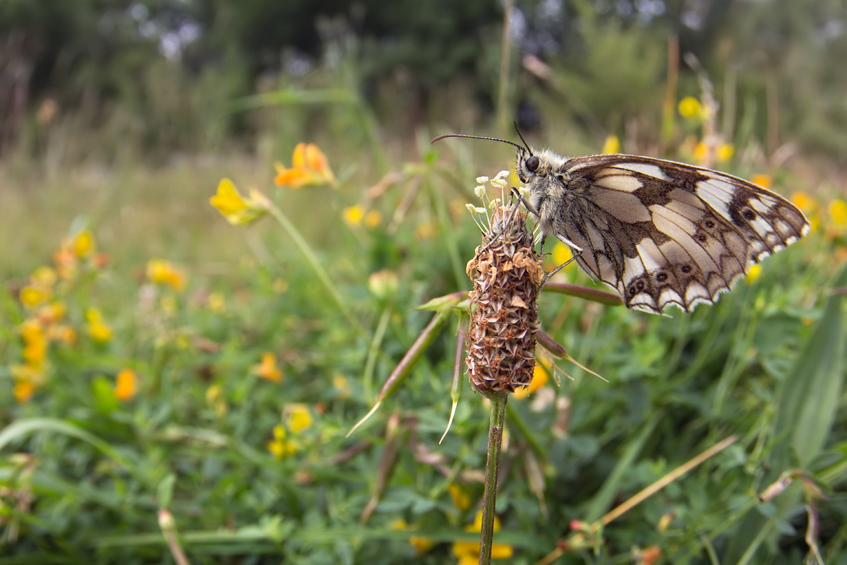 Marbled White wideangle